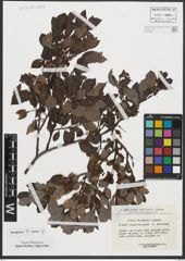 Foto von Salix rhaetica Andersson